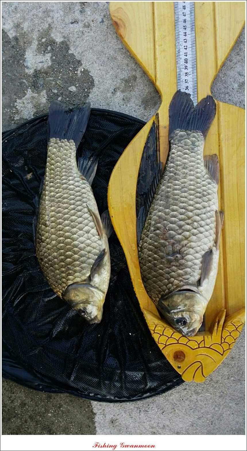 추평지 52 cm 대물한버들 월척화곡지 사짜칠성지 대박 (조황조행기 - 특파원조황)