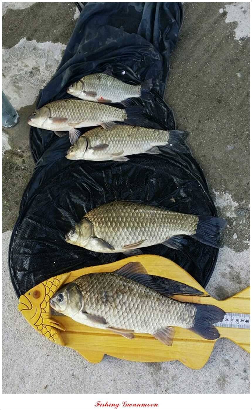 추평지 52 cm 대물한버들 월척화곡지 사짜칠성지 대박 (조황조행기 - 특파원조황)