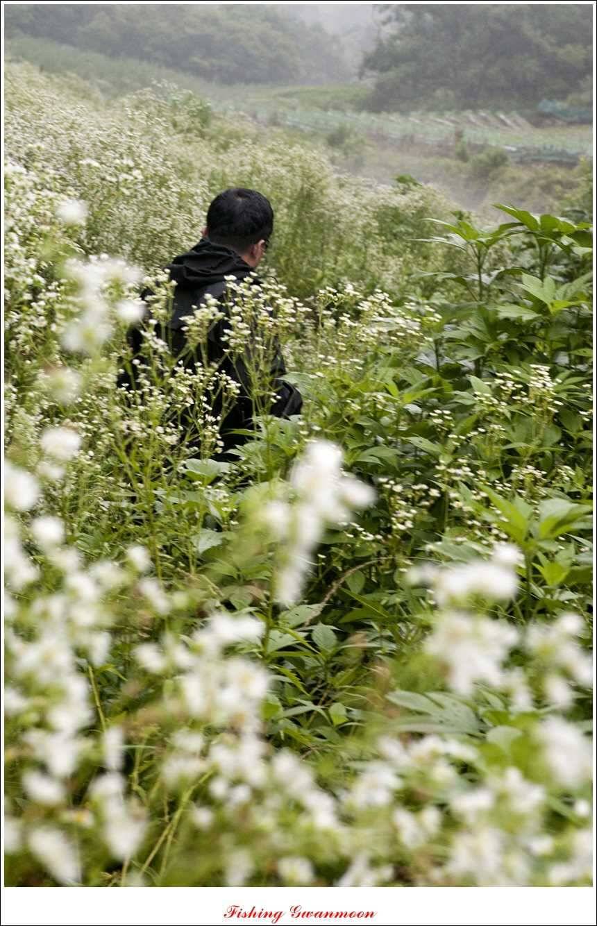 신매 43 cm노지 사짜늘푸른 장어화곡지 사짜 (조황조행기 - 특파원조황)