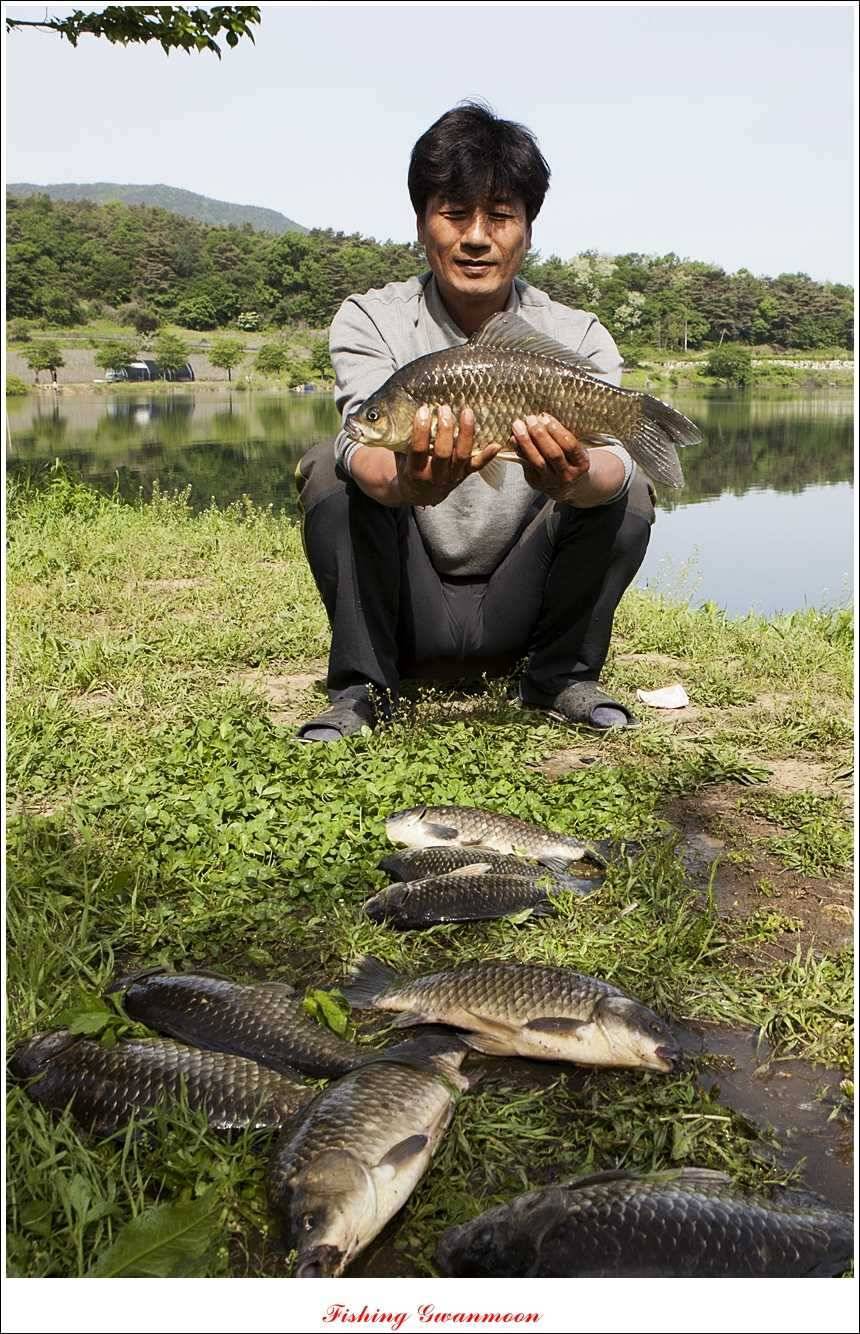 추평지 52 cm 대물한버들 월척화곡지 사짜칠성지 대박 (조황조행기 - 특파원조황)