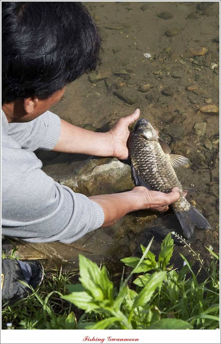 추평지 52 cm 대물한버들 월척화곡지 사짜칠성지 대박 (조황조행기 - 특파원조황)