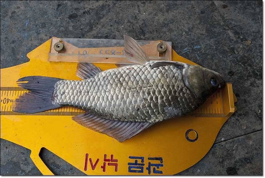 충주호 대물 행진 (조황조행기 - 특파원조황)