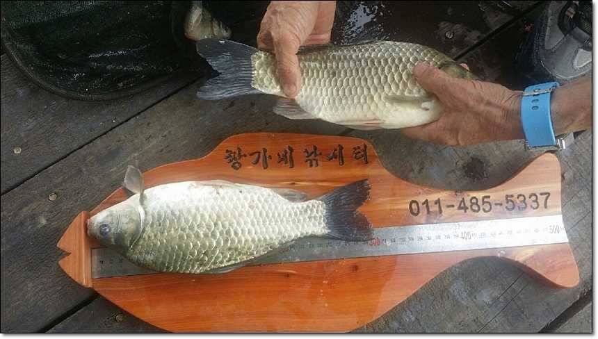 충주호 대물 행진 (조황조행기 - 특파원조황)