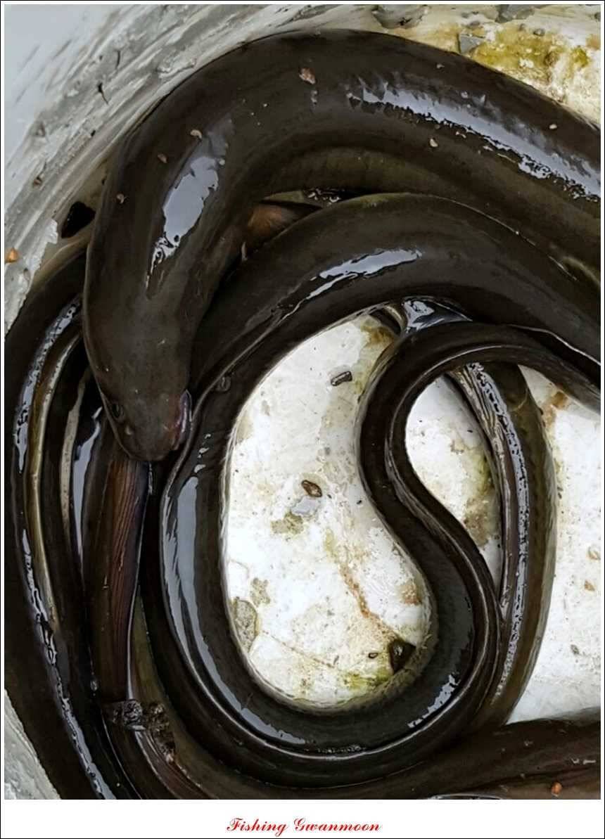 신매 43 cm노지 사짜늘푸른 장어화곡지 사짜 (조황조행기 - 특파원조황)