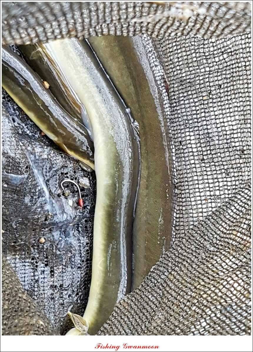 신매 43 cm노지 사짜늘푸른 장어화곡지 사짜 (조황조행기 - 특파원조황)