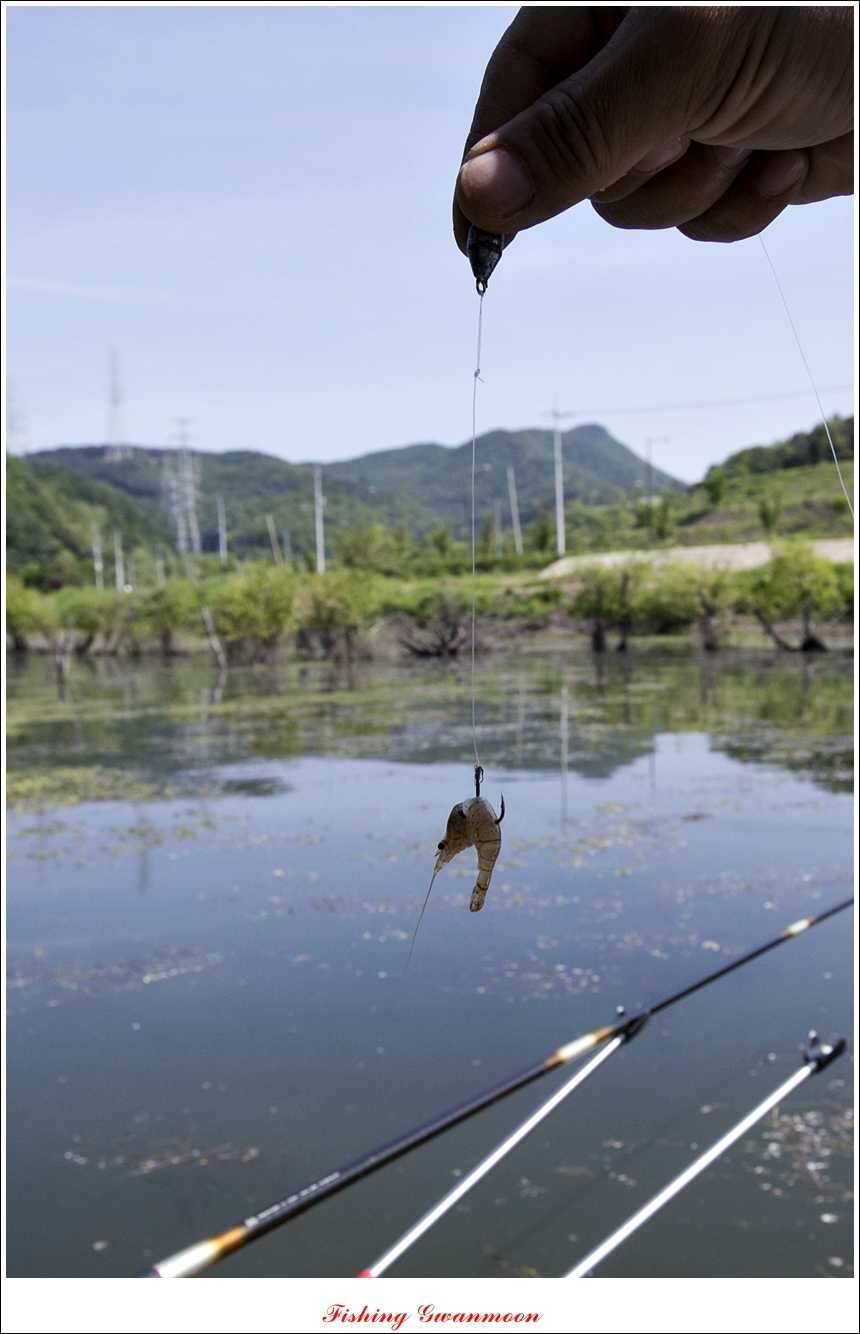 충주호 조황화곡지 사짜 (조황조행기 - 특파원조황)