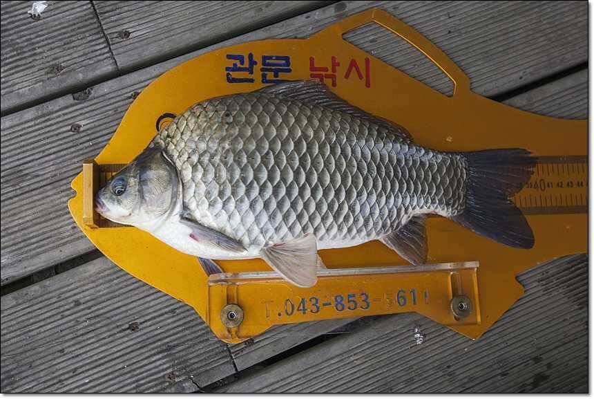 사짜사짜사짜 (조황조행기 - 특파원조황)