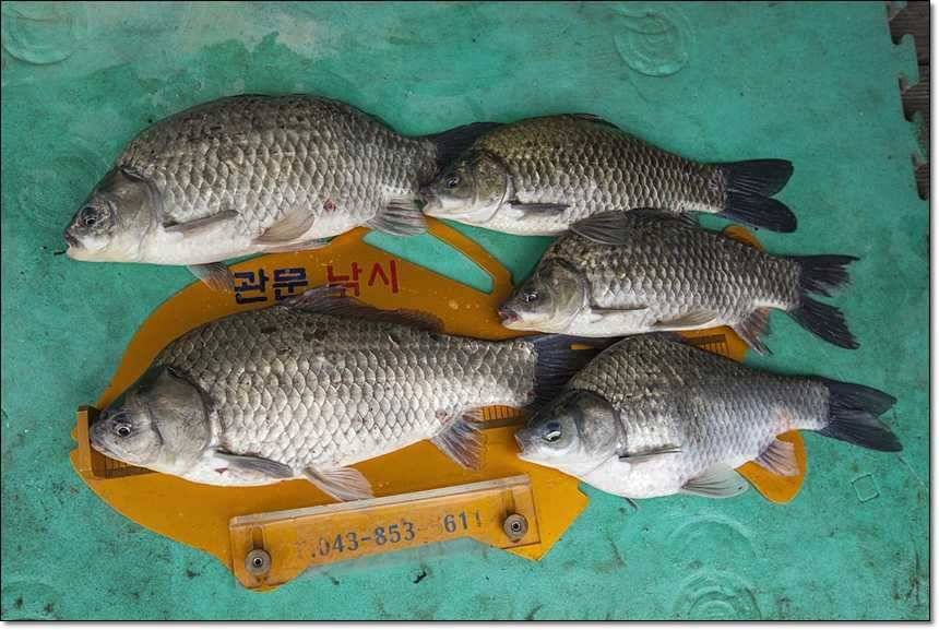 사짜사짜사짜 (조황조행기 - 특파원조황)