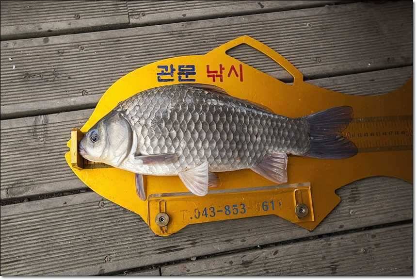 사짜사짜사짜 (조황조행기 - 특파원조황)