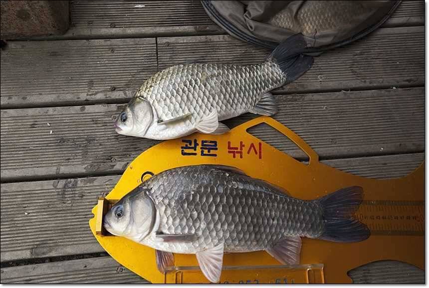 사짜사짜사짜 (조황조행기 - 특파원조황)