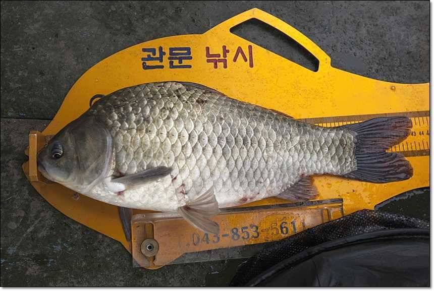 사짜사짜사짜 (조황조행기 - 특파원조황)