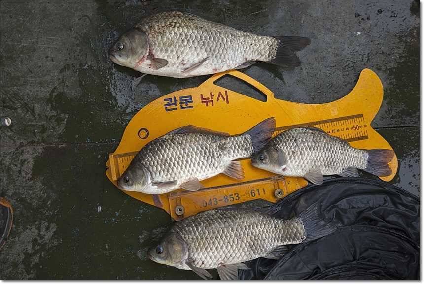 사짜사짜사짜 (조황조행기 - 특파원조황)