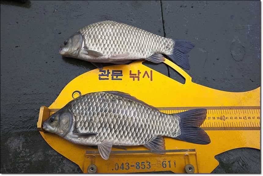 사짜사짜사짜 (조황조행기 - 특파원조황)