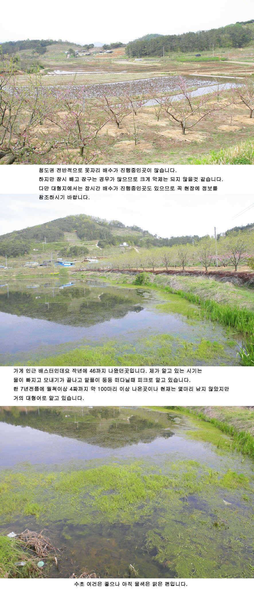 청도권 46 44 43 대물낚시의 메카 (조황조행기 - 특파원조황)