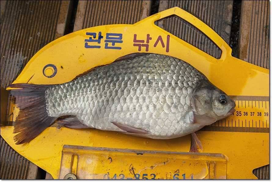 충주호 조황정보 및 수몰전 사진 (조황조행기 - 특파원조황)