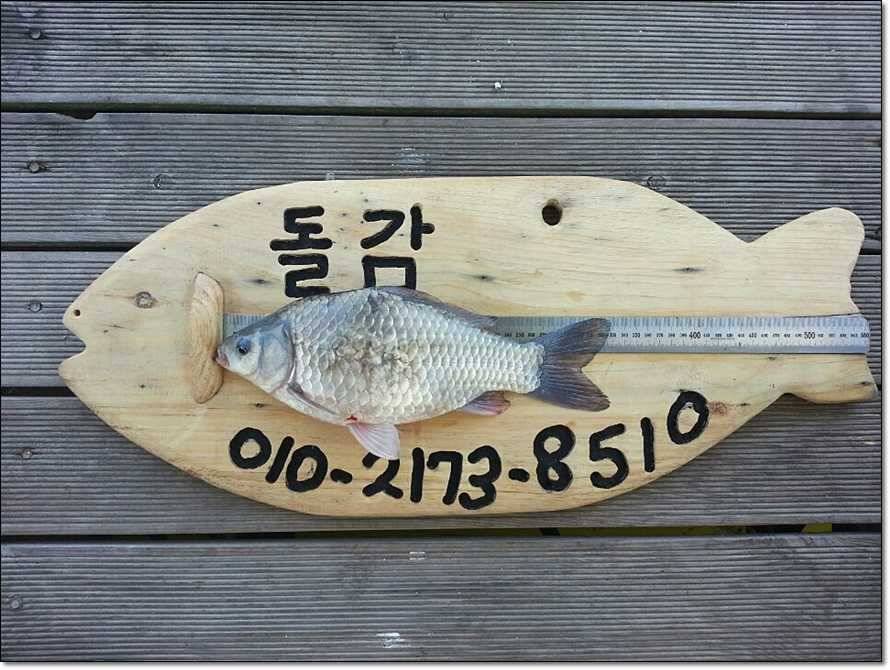 충주호 조황정보 및 수몰전 사진 (조황조행기 - 특파원조황)
