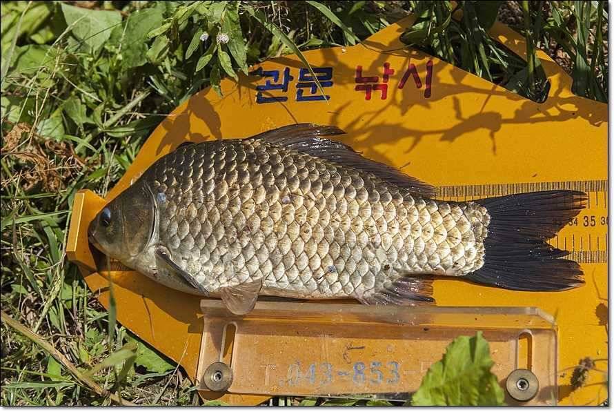 충주호 조황정보 및 수몰전 사진 (조황조행기 - 특파원조황)