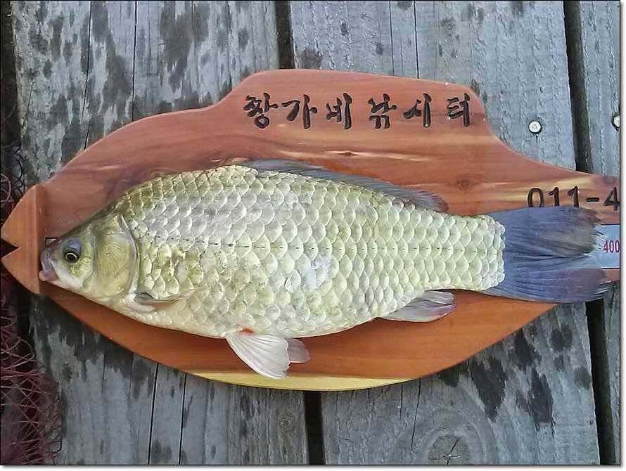 짱가네 사짜 대물 (조황조행기 - 특파원조황)
