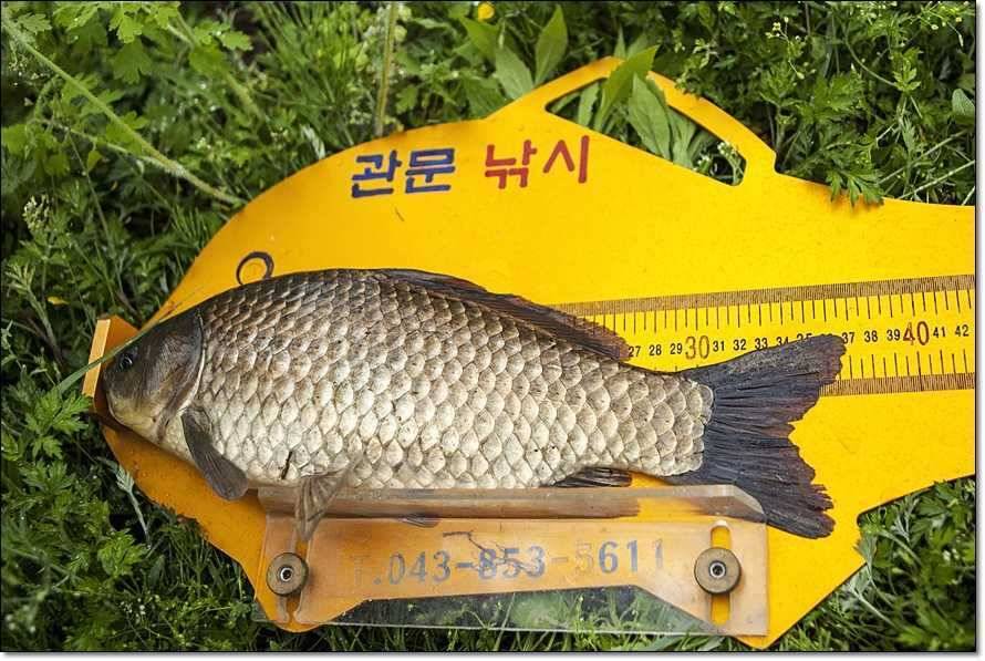 소류지 월척 및 칠성지 (조황조행기 - 특파원조황)