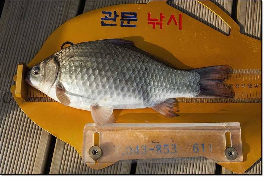 충주호 사짜월척 (조황조행기 - 특파원조황)