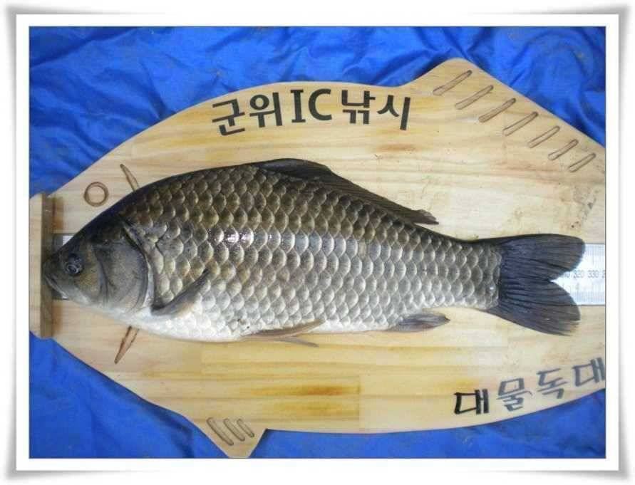 저수지상황과 위천조황 (조황조행기 - 특파원조황)