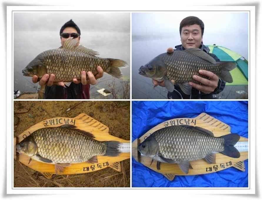 첫추위찬스4짜38대물 (조황조행기 - 특파원조황)