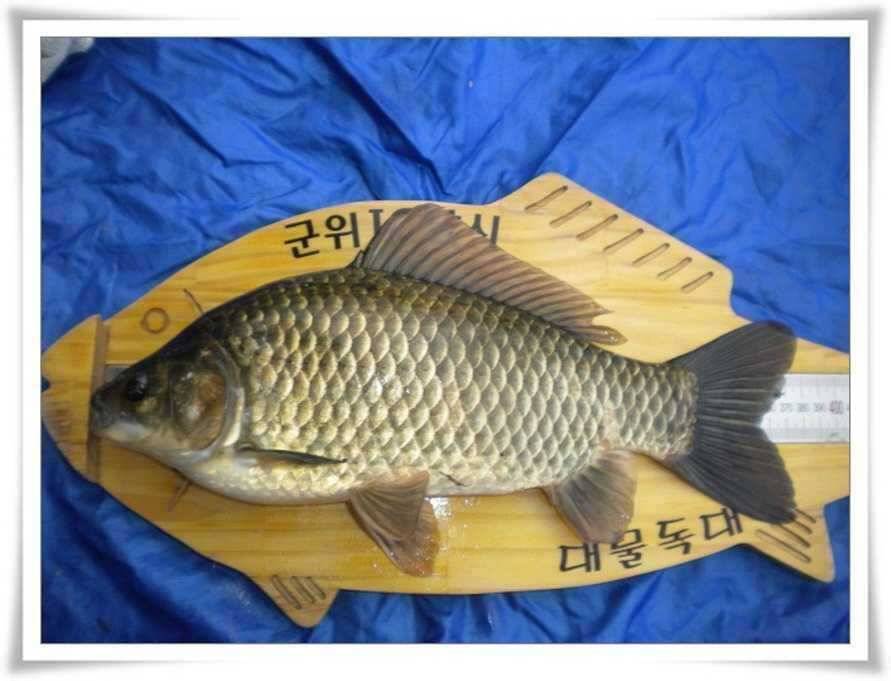 대물 출현과 새물찬스 유망터들 (조황조행기 - 특파원조황)