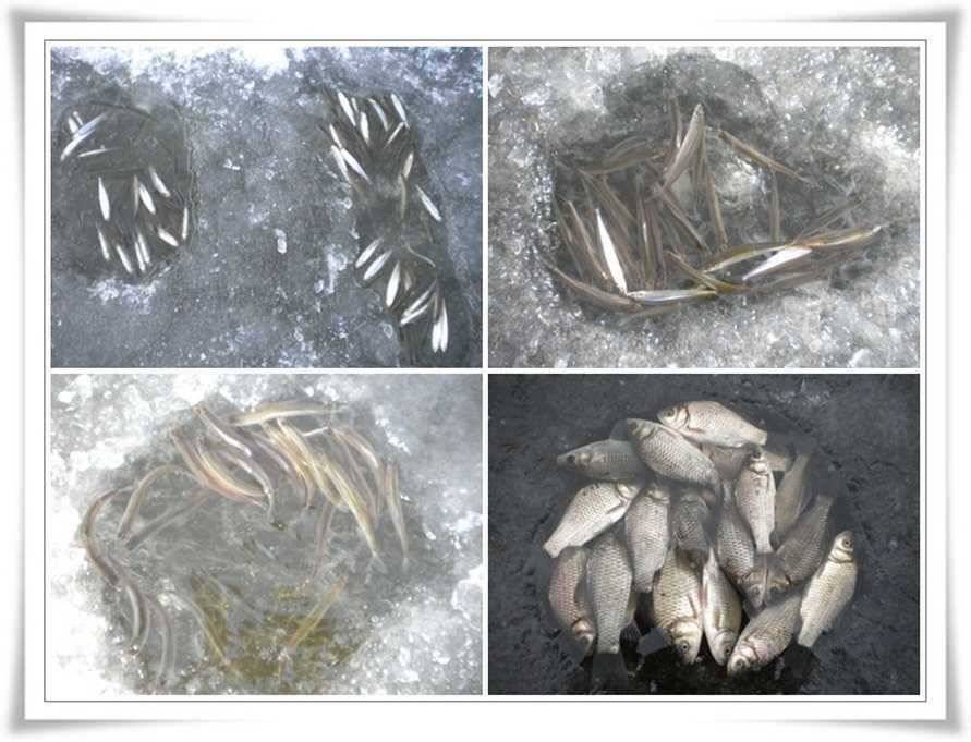 경북 빙어 붕어 얼음낚시 (조황조행기 - 특파원조황)