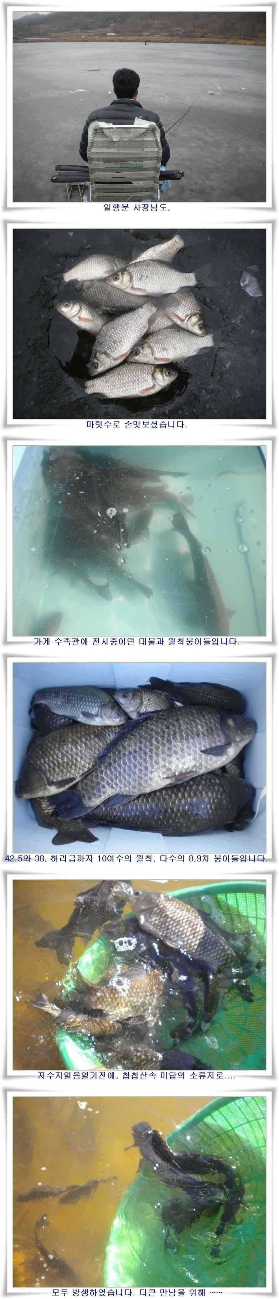 경북 빙어 붕어 얼음낚시 (조황조행기 - 특파원조황)