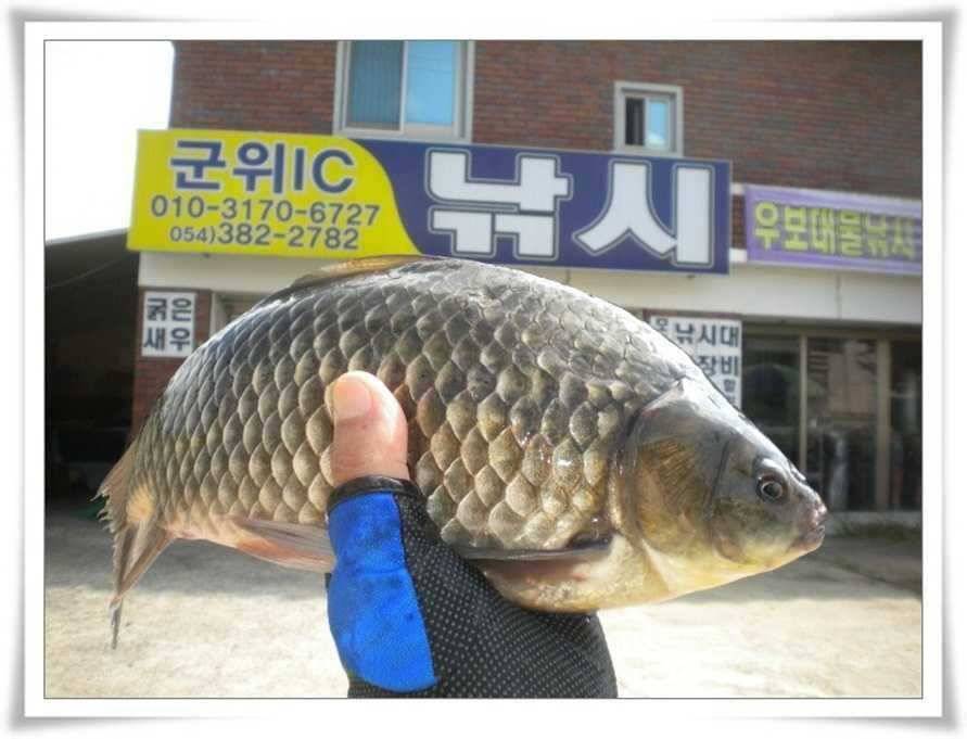 엄청나게 터집니다 (조황조행기 - 특파원조황)