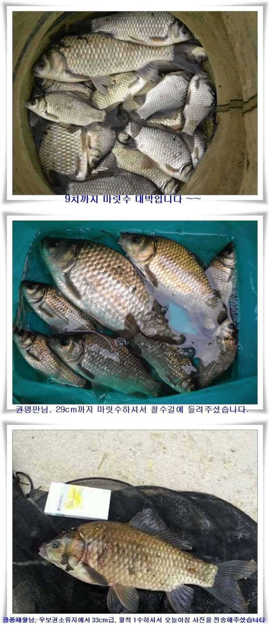 군위권대물과 마릿수가 (조황조행기 - 특파원조황)