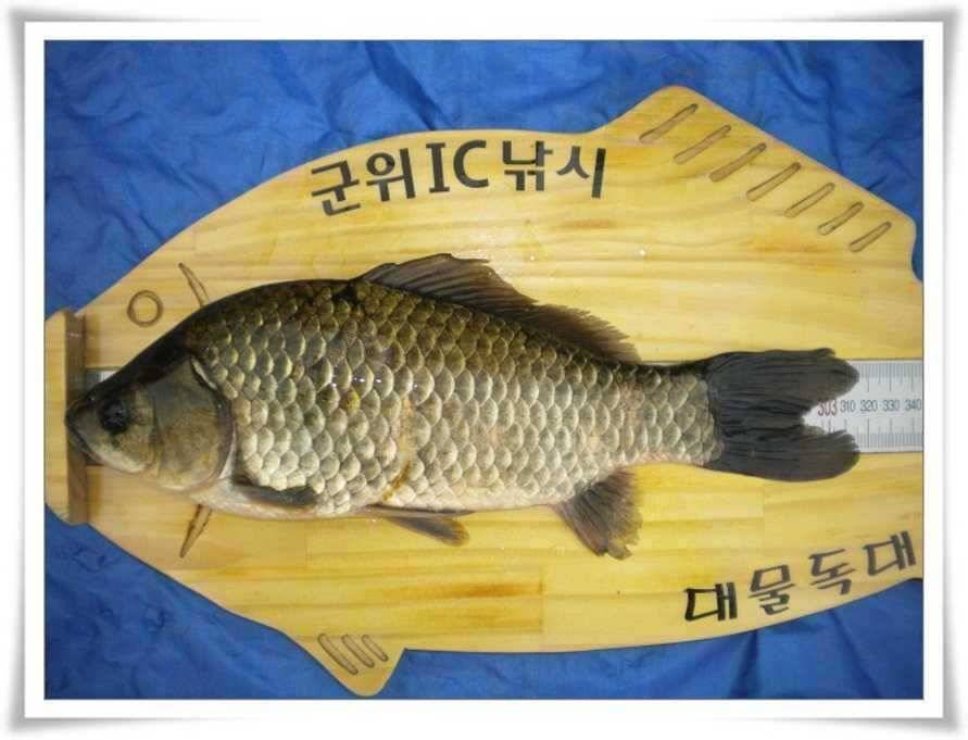 갈수기 월척과 대물터들 (조황조행기 - 특파원조황)