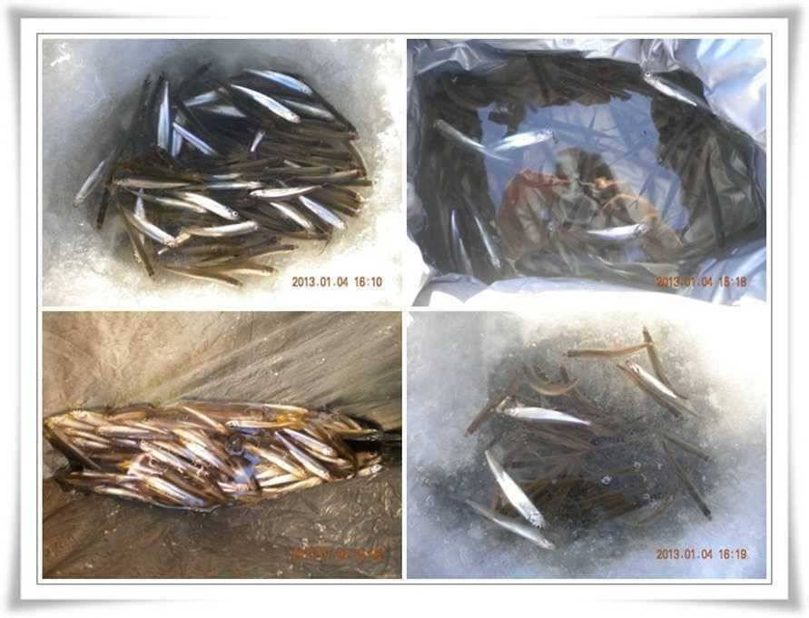 군위빙어대박터들 (조황조행기 - 특파원조황)