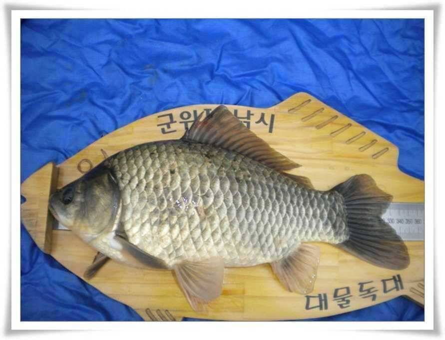 군위권저수지 강조황입니다 (조황조행기 - 특파원조황)