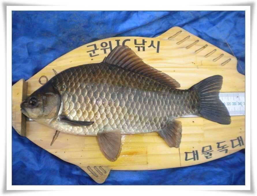 대물의 계절 (조황조행기 - 특파원조황)