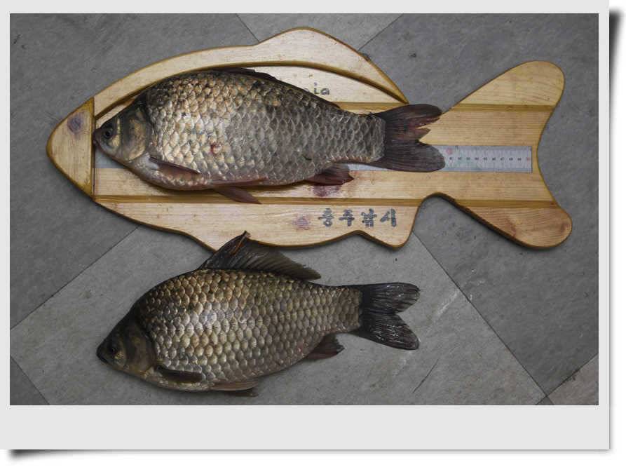 충주호 주말소식4자 (조황조행기 - 특파원조황)
