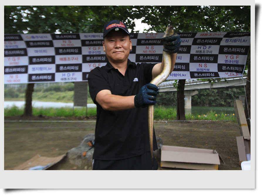 충주호 뱀장어 소식 (조황조행기 - 특파원조황)