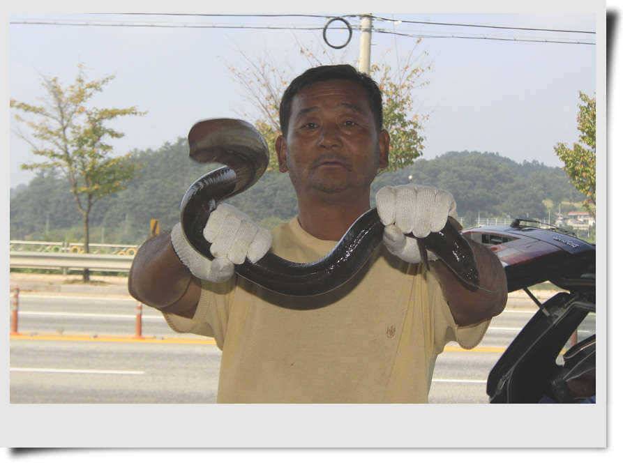 붕어 장어 가을되니 좋다 좋와 (조황조행기 - 특파원조황)