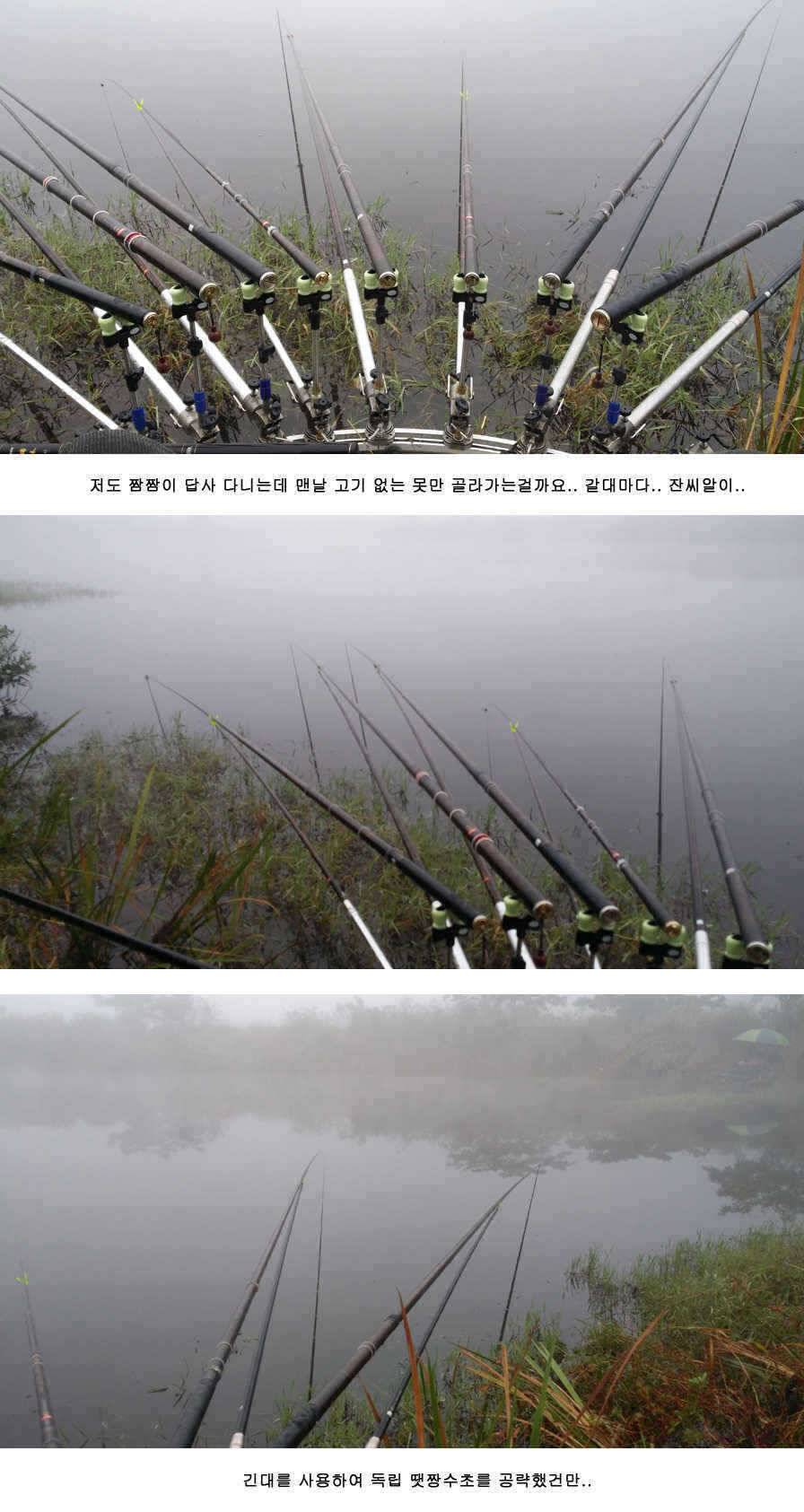 청도권 주중 조황 (조황조행기 - 특파원조황)