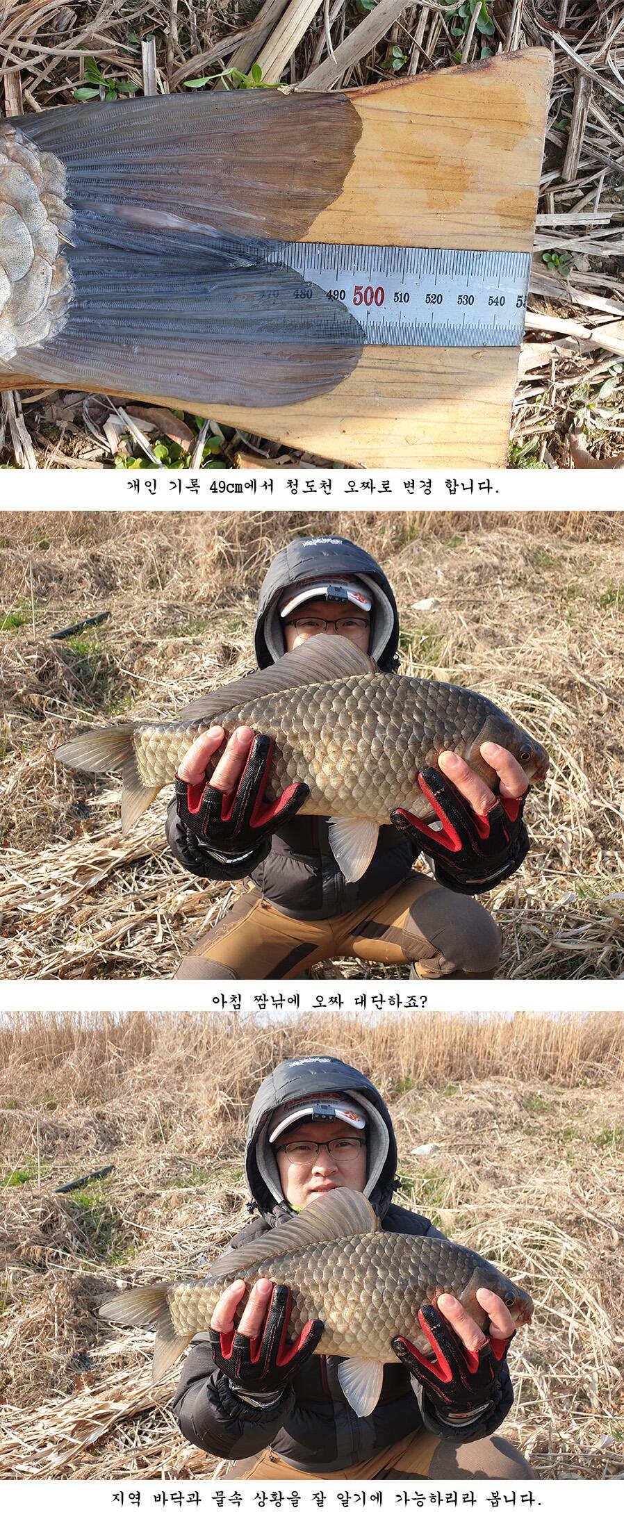 청도권 오짜 출몰 (조황조행기 - 특파원조황)