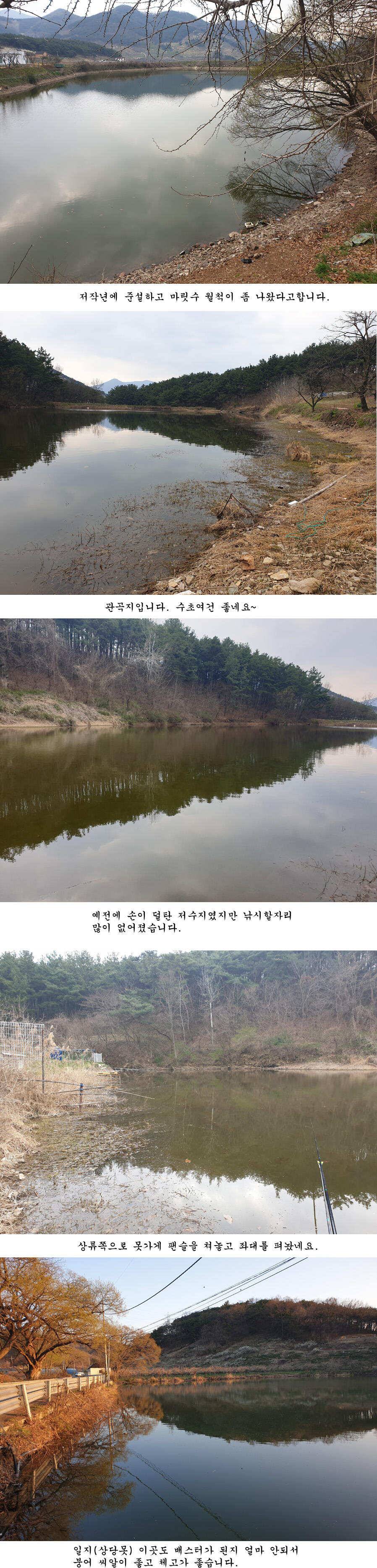 청도권 오짜 출몰 (조황조행기 - 특파원조황)