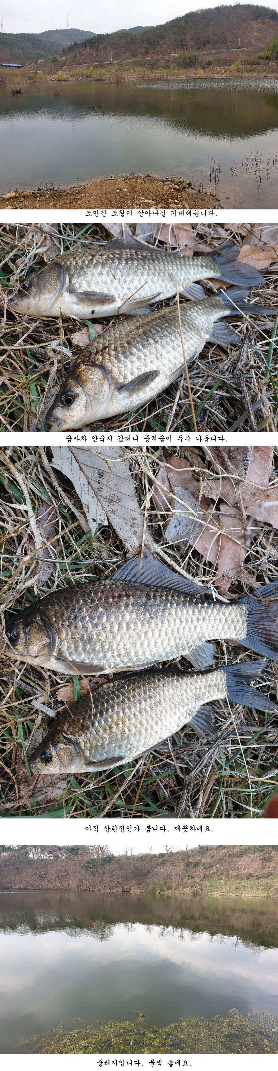 청도권 오짜 출몰 (조황조행기 - 특파원조황)