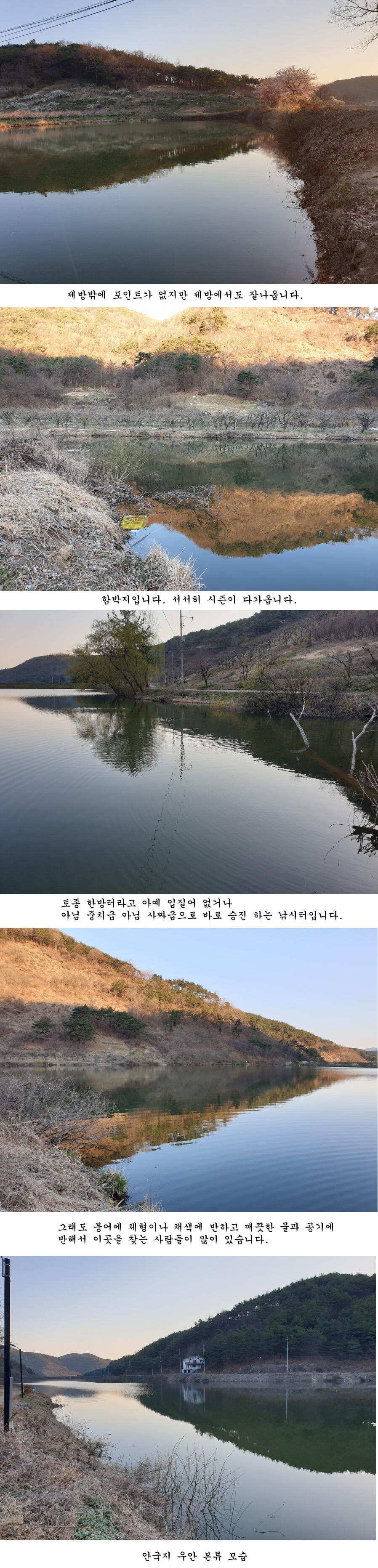 청도권 오짜 출몰 (조황조행기 - 특파원조황)