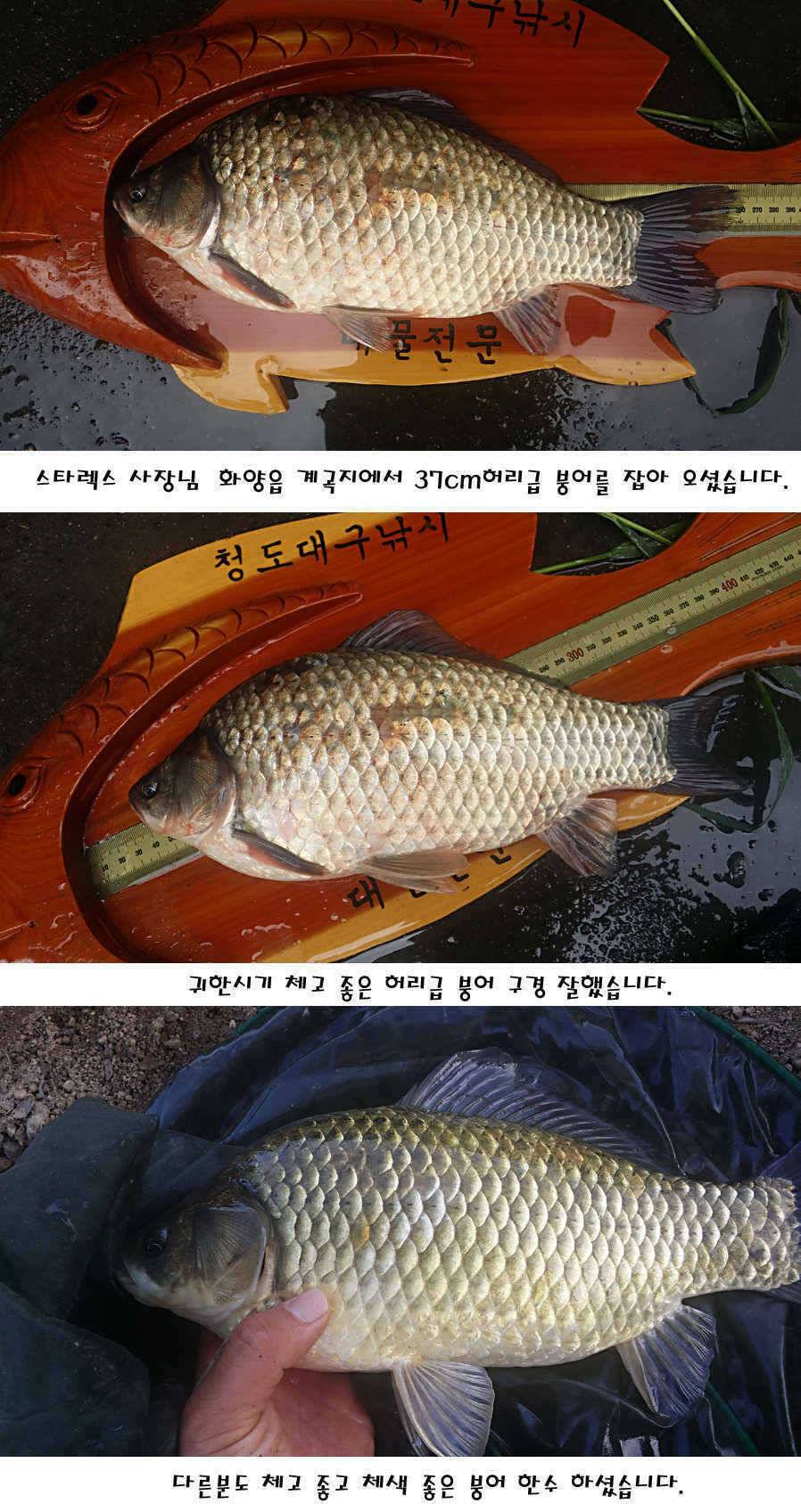 청도권 지난주 이번주 조황 (조황조행기 - 특파원조황)