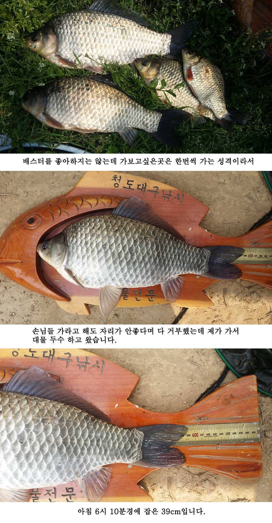 지난주 청도권 대물 대박 터지네요 (조황조행기 - 특파원조황)