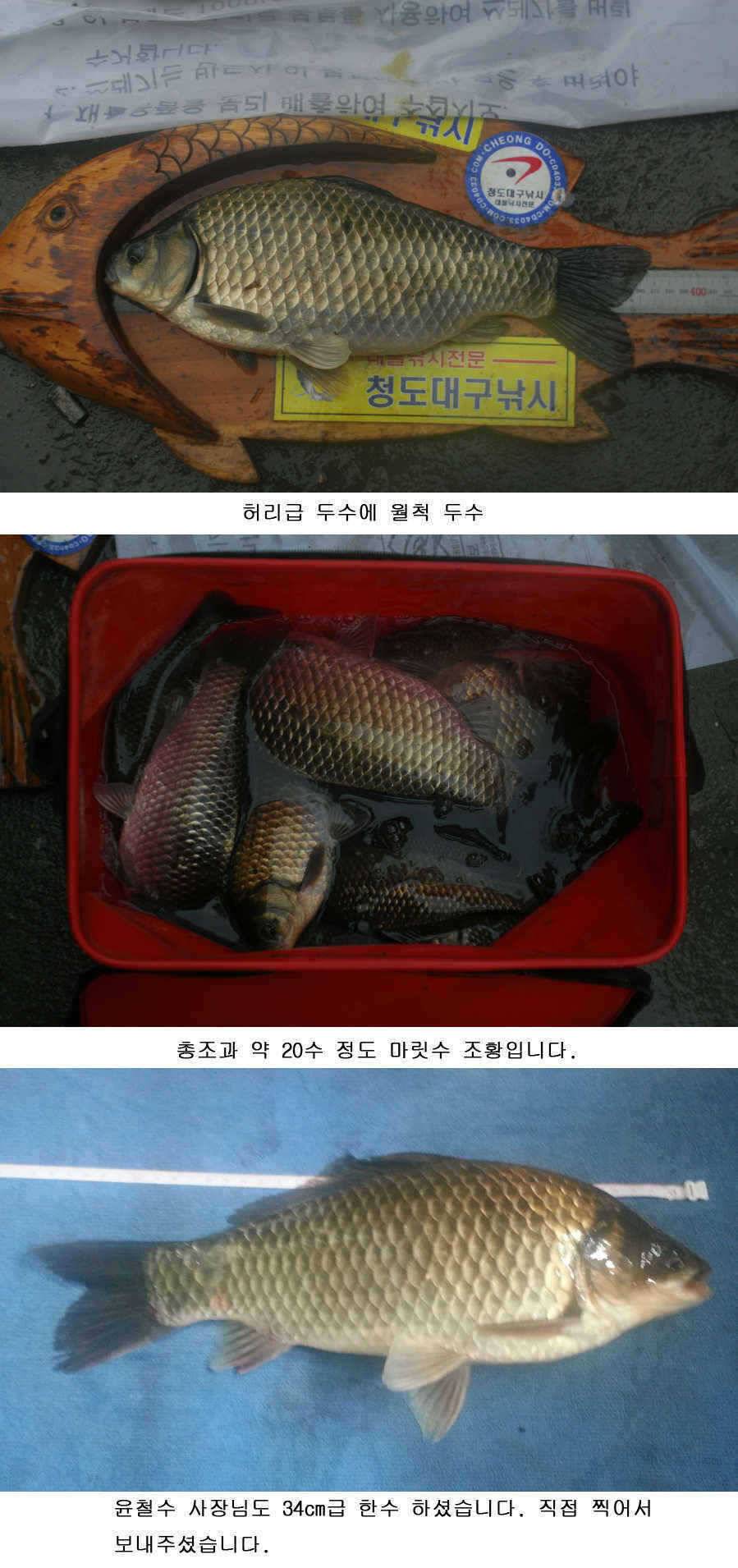 청도권 주중 조황 (조황조행기 - 특파원조황)