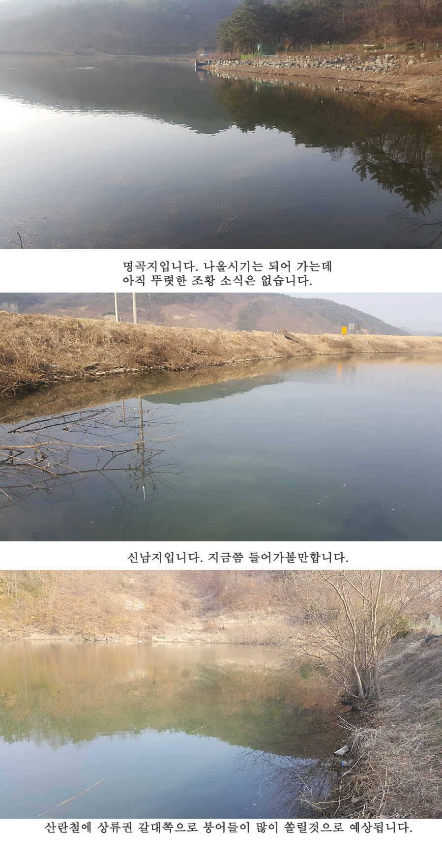 청도권 3월 3째주 조황 (조황조행기 - 특파원조황)