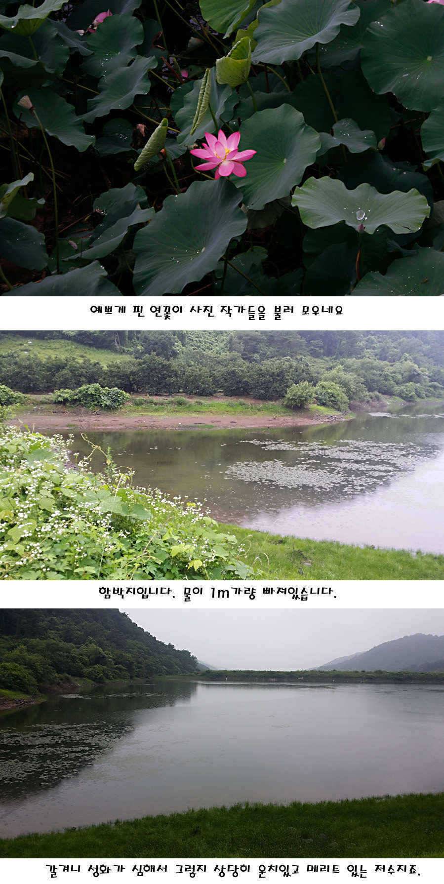 청도권 지난주 주중 조황정보 (조황조행기 - 특파원조황)