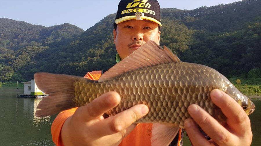 목벌낚시터 대물붕어와 살아나는 장어조황 명서낚시터4짜 대물붕어 소식입니다 (조황조행기 - 특파원조황)