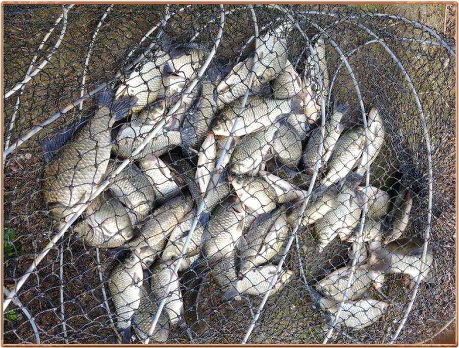 진위천 조황 소식 (조황조행기 - 특파원조황)